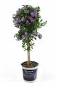 Afbeelding van KP19 Solanum  stam rantonetti Pink star